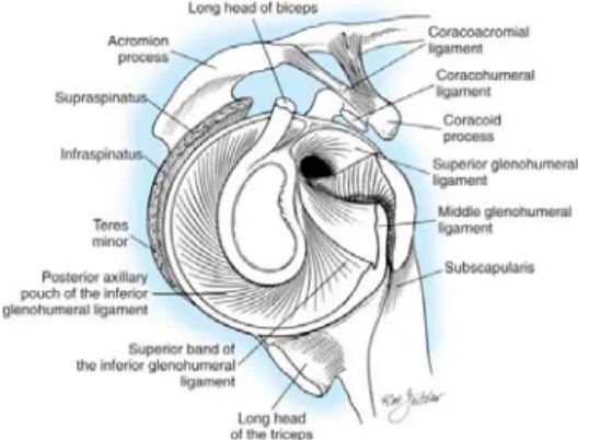 Fig. 5. Capsuloligamentous structure정도  깊게  만들어  주며,  상완골 두의 과도한  평행 이동을  제
