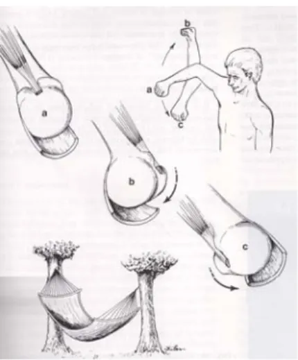 Fig. 6. CH ligament and SGHL in  rotator interval
