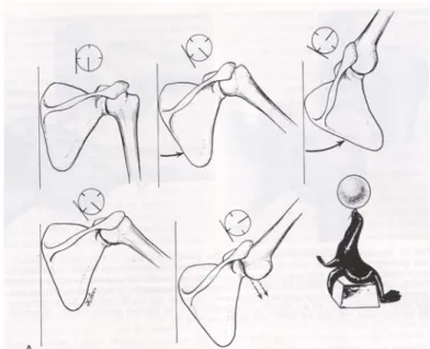Fig. 9. Layer of rotator cuff.