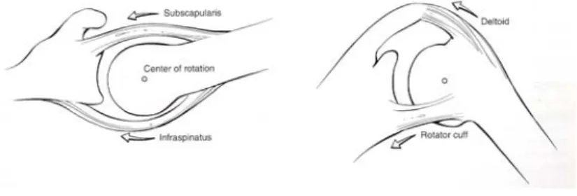 Fig. 11. Force couple. 4.  견관절의  운동학 견관절의 운동은 매우 복합적이며 관절와 상완 관절,  견봉 쇄골 관절,  흉쇄 관절 및 견갑 흉곽 운동 과  견봉하  운동  등이  유기적으로  일어나  마치  하나의  관절에서  움직이는  것  같은  양상을  나타낸다