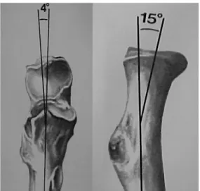 Fig. 3. A, Angular orientation of proximal ulna  in anteroposterior projection. B, Angular  orien-tation of the radial head and neck with respect  to the shaft of the radius.