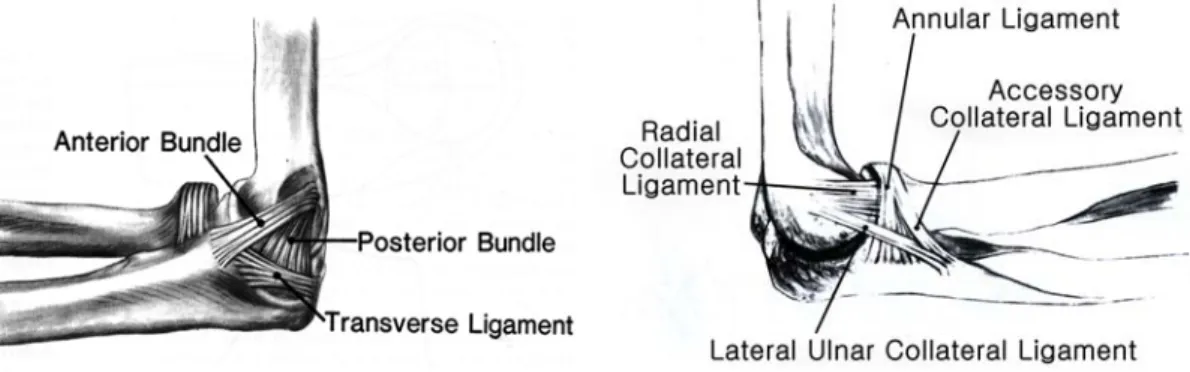 Fig. 4. Medial and lateral collateral ligament complex.