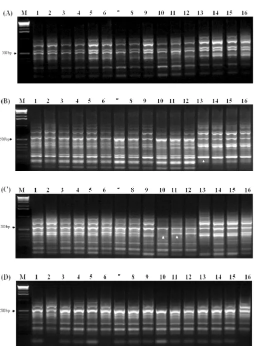 Fig. 1.  DNA patterns in  Brucella canis  isolates by infrequent restriction site-polymerase chain reaction using primer PsalA (A), PsalC (B), PsalG (C), and PsalT (D)