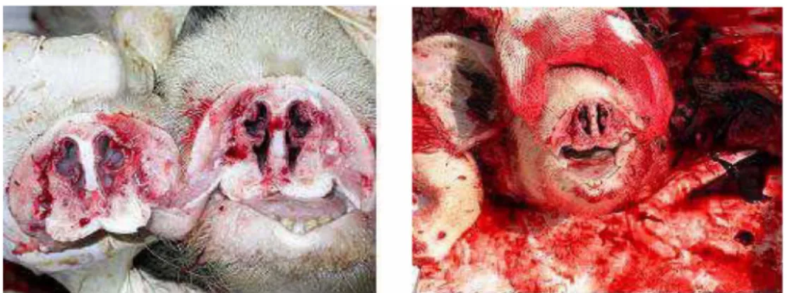 Fig. 1.  Cross sections of snouts of pigs sprayed with compound 1 (left) and compound 2 (right)