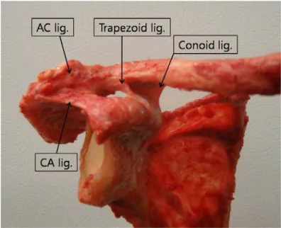 Fig. 1. AC joint anatomy