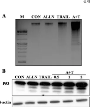 Fig. 3.  Caspase-8 activation was increased by pretreatment of proteasome inhibitor with TRAIL