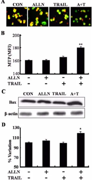 Fig. 4.  Pretreatment of proteasome inhibitor with TRAIL led to loss in mitochondrial transmembrane potential (MTP)