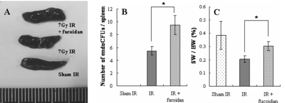 Fig. 1.  The effect of fucoidan on endogenous spleen colonies in mice at 9 days after irradiation