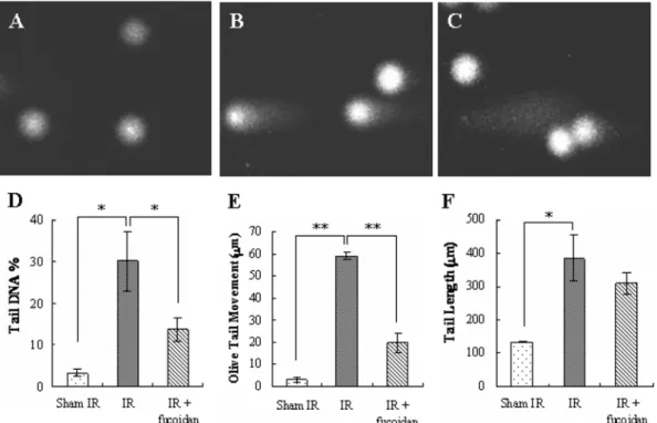 Fig. 2.  The effect of fucoidan on irradiation induced DNA damage in splenocytes using Comet assay