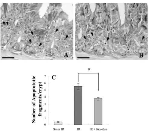 Fig. 4.  Morphological classification of typical apoptotic fragments in the small intestinal crypt cells using H&amp;E staining.