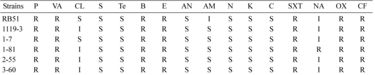 Fig. 1.  Detection of  Brucella  species-specific genes and eri - gene in  Brucella  ( B