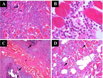 Fig. 1.  Gross examination of nodular foci in muscle of slaughtered cattle. A. Portion of thigh muscle shows nodular whitish foci (arrow) extending through the incised muscle (biceps femoris, cattle); B
