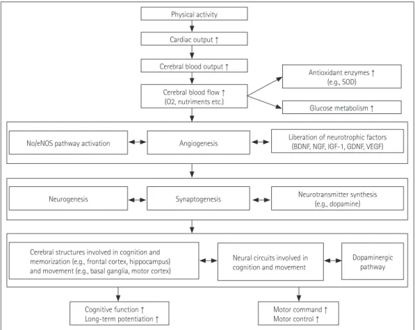 Fig. 1. Preventive and slowing down neuroprotective mechanisms induced by regular physical exercise on the cognitive and motor functions
