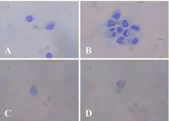 Fig. 2.  Cerebrospinal fluid tapping from clinically normal Beagle dogs. A: Monocytes predominate and these cells show condensed nucleus and mildly vacuolated cytoplasm (Diff-Quik stain  × 1,000)