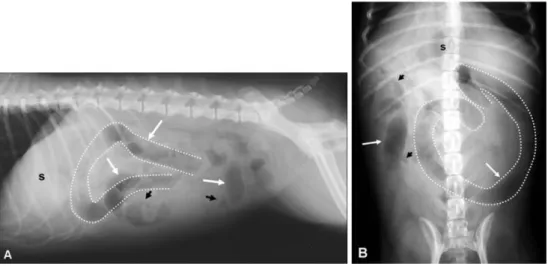 Fig. 1.  Lateral (A) and ventrodorsal (B) abdominal radiographs. Abdominal detail is decreased due to ascites