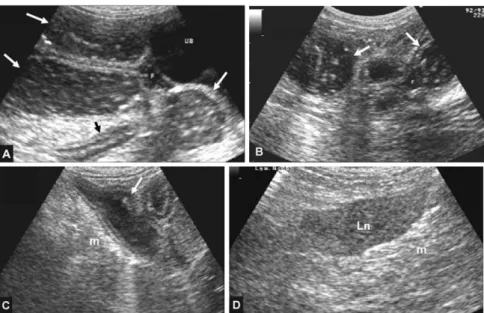 Fig. 2.  Abdominal ultrasonographs. In A, B, C, segmental small intestine (long arrows) is distended and filled with fluid and gas