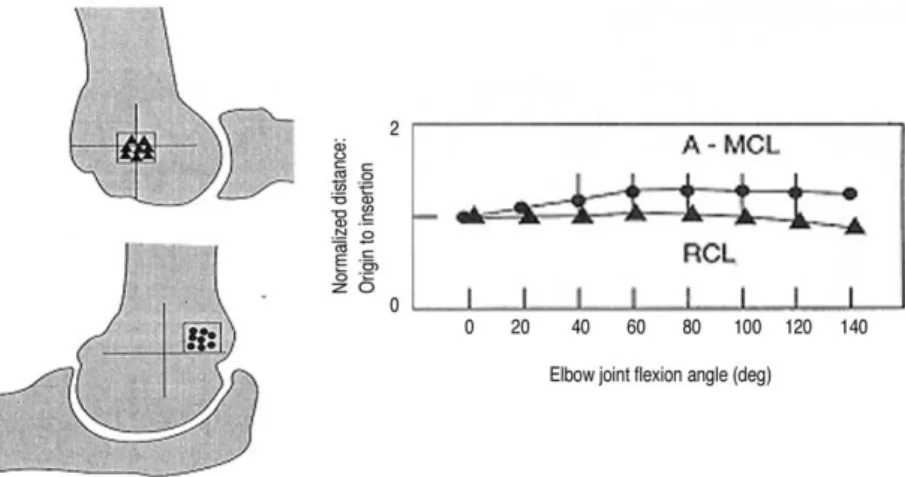 Fig 8. 주관절 굴곡에 따른 측부 인대의 길이 및 장력 변화