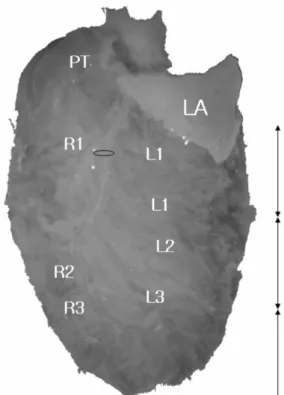 Fig. 1.  The each numbers of ventricular branches of left coronary artery in a SD rat