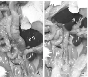 Table 2.  Change of adhesion, dilatation and thickening after HemoHim treatment for 2 weeks in colon of rats (n = 7)