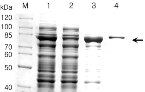 Fig. 2.  Expression and purification of recombinant PMT2.3 protein. 2.3 kb XhoI/PstI fragment of PMT gene was expressed in  E