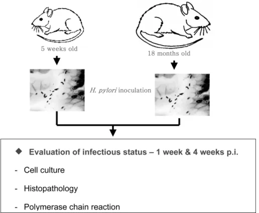 Fig. 1.  Experimental scheme to evaluate the difference in host susceptibility to infection in relation to age of acquisition of  H