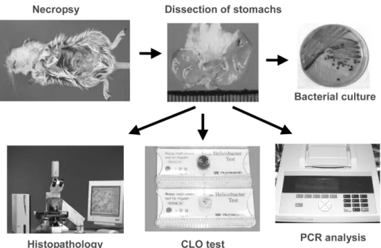 Fig. 2.  Evaluated items for the maintainment of infection in the animals inoculated with  H