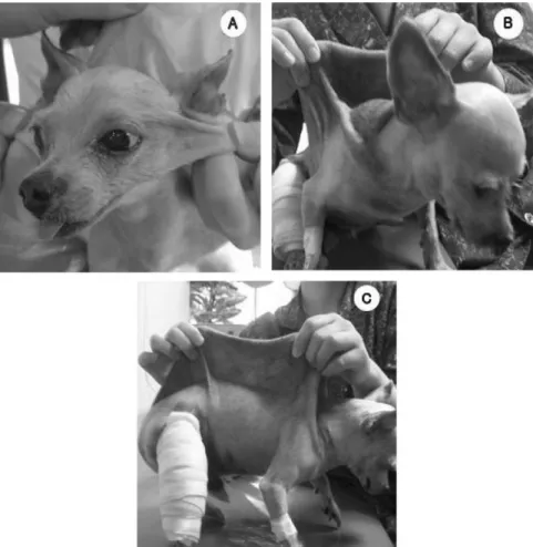 Fig. 1.  A Yorkshire terrier with skin hyperextensibility by Ehlers-Danlos syndrome or cutaneous asthenia