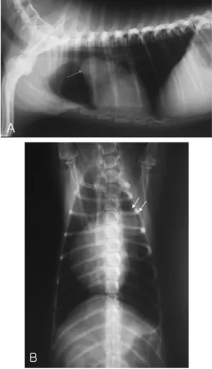 Fig. 2.  Electrocardiography from the patient dog with pulmonic stenosis. Right ventricular hypertrophy is significant, with axis deviation to the right (MEA = 237 o ) and prominent deep S waves.