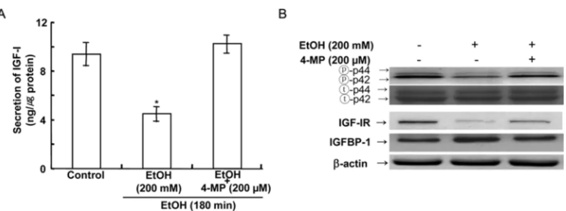 Fig. 5.  Effects of 4-MP on the IGF-I secretion (A), p42/44 activity, IGF-IR activity and IGFBP-1 secretion (B) at 180 min