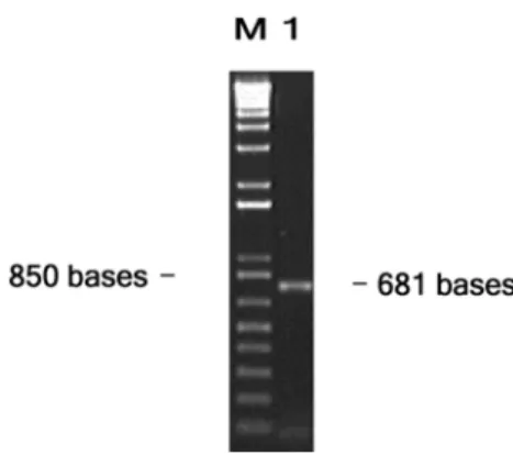 Fig. 2.  Nucleotide sequence of Chinju99 M gene compared to the sequences of other PEDV strains
