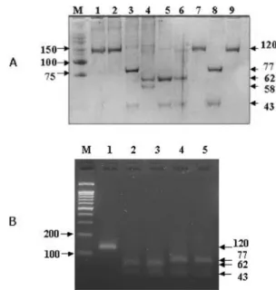 Fig. 3.  Phylogenetic tree based on the nucleotide sequences of the common HN (nucleotides 658-736) via  neighbor-joining