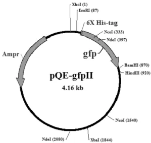 Fig. 1.  A Schematic diagram of the fusion prokaryotic expression vector, pQE30-GFPII, for the expression of Chlamydia psittaci  MOMP protein