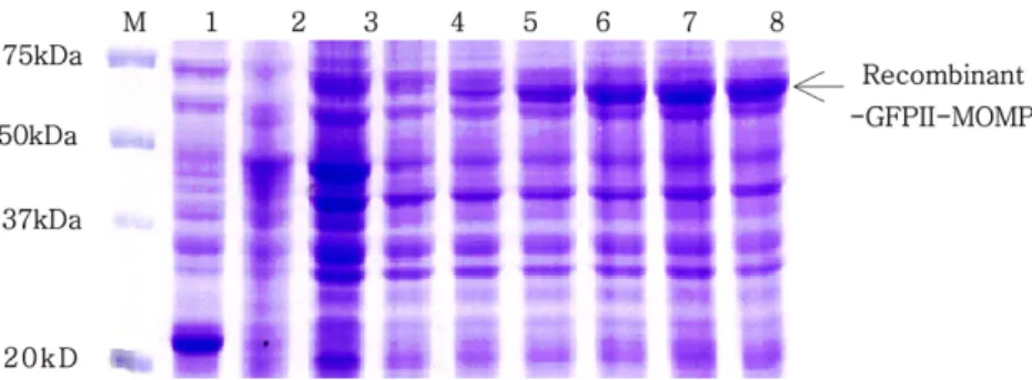 Fig. 3.  Expression patterns of r-GFPII-MOMP in  E. coli  strain M-15 under different IPTG concentration