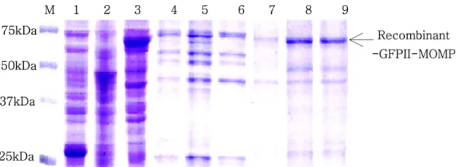 Fig. 4.  Expression and purification of r-GFPII-MOMP in M-15. Lane 1, r-pQE30-GFPII IPTG 0.3 mM; lane 2, r-GFPII- r-GFPII-MOMP IPTG 0 mM; lane3, r-GFPII-r-GFPII-MOMP IPTG 0.3 mM; lane 4 to 9 are total lysates of r-GFPII-r-GFPII-MOMP that were induced under