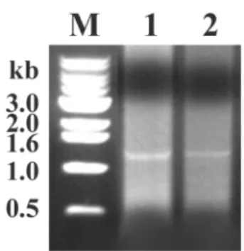 Fig. 1.  The major capsid protein (MCP) gene of fish iridovirus was amplified using MCP-specific primers
