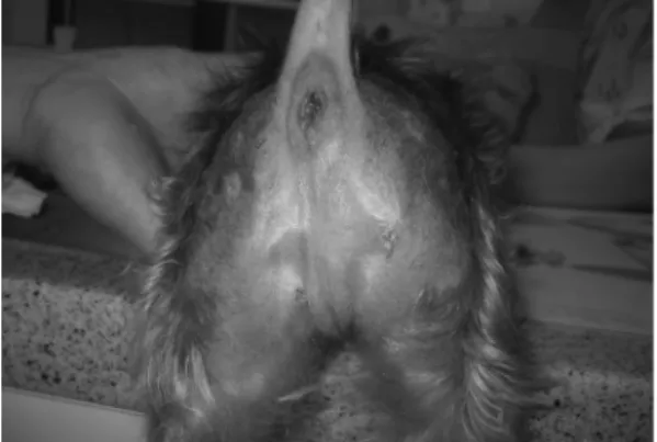 Fig. 1.  Mild left perineal swelling was observed at.
