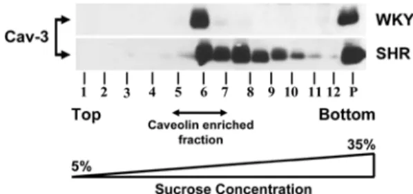 Fig. 2.  Localization of caveolin-3 from caveolin-enriched membrane fraction of cardiac tissues from 16-wks-old WKY and SHR rats