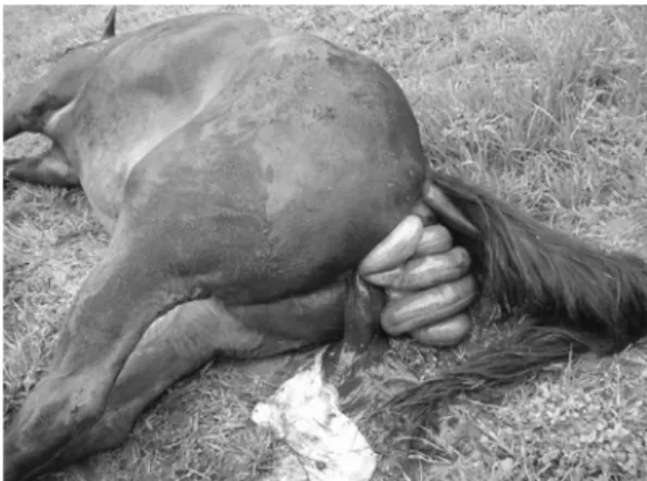 Fig. 1.  The large intestine herniated through the vulva opening in the broodmare.