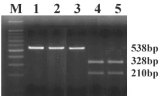 Fig. 1.  MC1R-specific PCR analysis of Hanwoo, Holstein, Black angus, Hereford, and Mukwoo