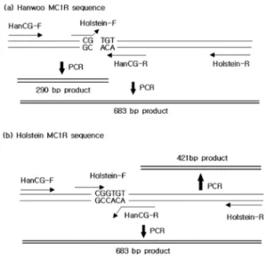 Fig. 1.  Schematic view of the MC1R gene fragment targeted by MAS-PCR assay using four  primers(HanCG-F and -R, Holstein-primers(HanCG-F and -R)