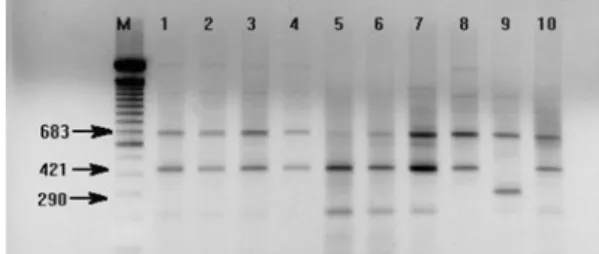 Fig. 4.  Ethidium bromide-stained gel of Multiplex allele specific PCR assay. Lane M: 100 bp DNA ladder (GibcoBRL, USA); lane 1-11: Hereford DNA; lane 12-14: