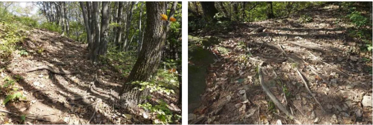 Fig. 5. Bended trees by soil creep. Fig. 6. Root exposure by soil creep.