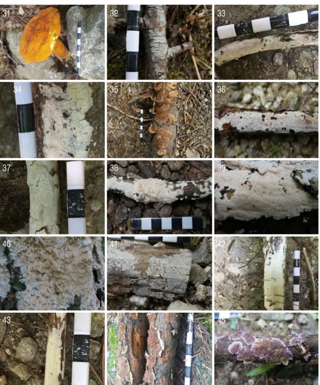 Fig. 1. Continued; 31. Boletinus sp. KUC20160721A-24; 32. Lyomyces sp. KUC20160721A-08; 33