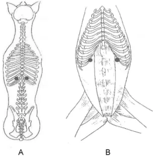 Fig. 1.  The acupoint of BL-20 (A) and LIV-13 (B).
