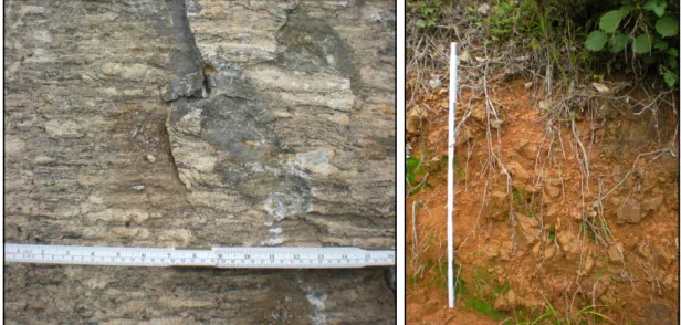 Fig. 3. Banded biotite gneiss, which is the