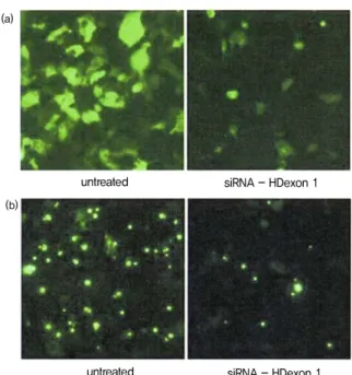 Figure 6. Effects of siRNA-HDExon1 on the survival rate of  R6/2 mice model of HD. Kaplan-Meier survival curves showing  that siRNA-HDExon1 treatment significantly extended the longevity  of  R6/2  mice  (p<0.0001 by log-rank test, siRNA-treated, n=39; 
