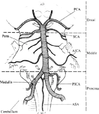 Figure 1. Sketch of the base of the brain showing the  intracranial vertebral and basilar arteries and their branches