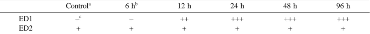 Table 1. Immunoreactivity for ED1 and ED2 rat macrophage markers in testes of normal control rats and in rats with acute experimental testicular torsion