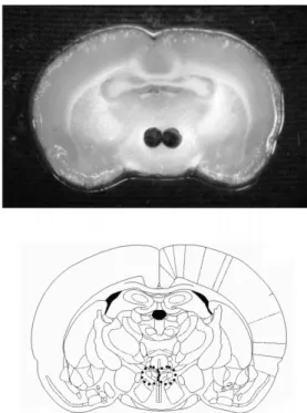 Fig. 1. Photograph (upper panel) and brain map (lower panel) showing microdissection of the paraventricular nucleus.