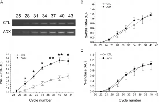 Fig. 3. Effect of adrenalectomy on mRNA levels of CRH (A), GAPDH (B) and N-enolase (C) in the PVN micropunches.
